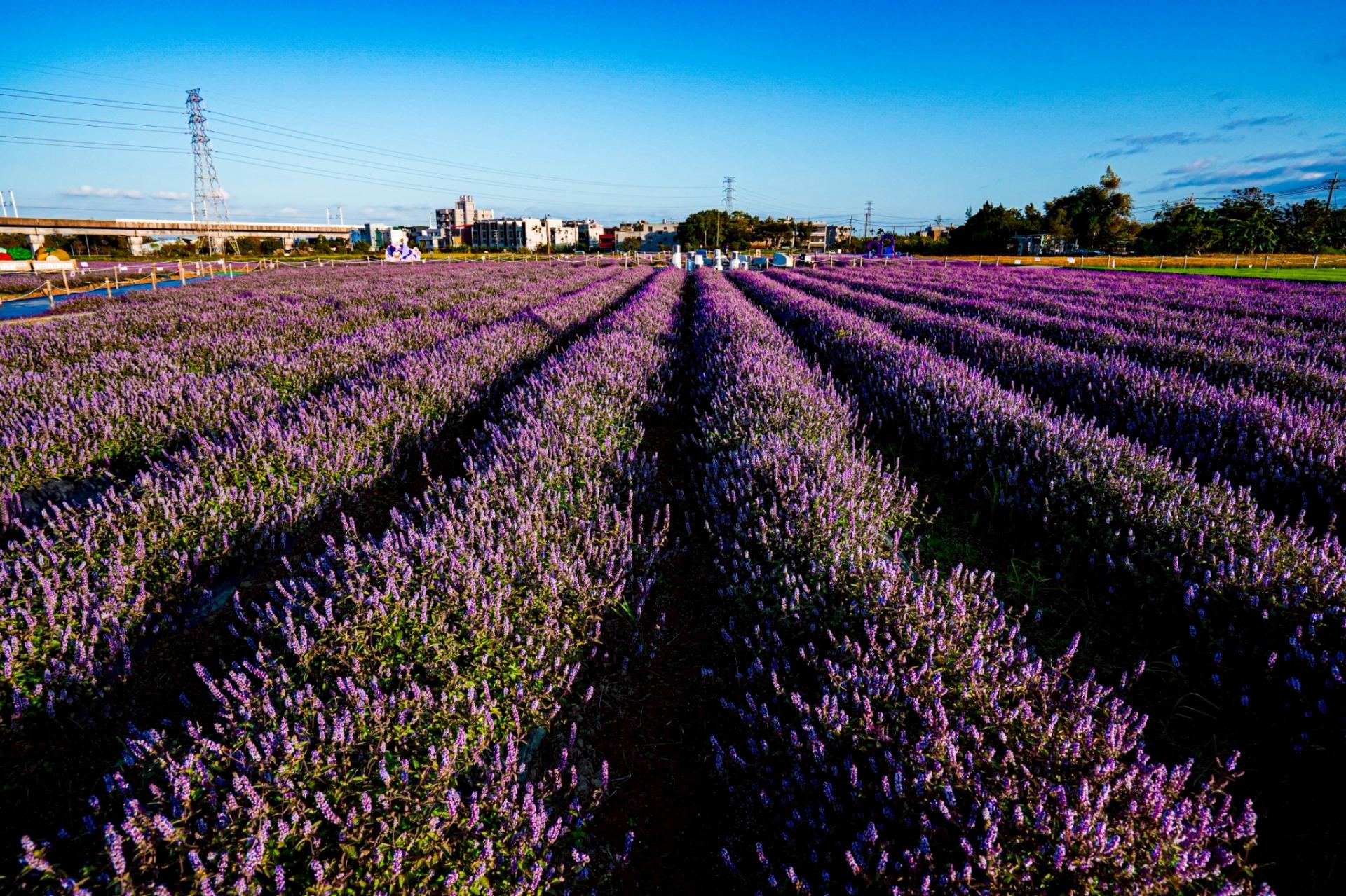 2025 Taoyuan Mesona Flower Carnival